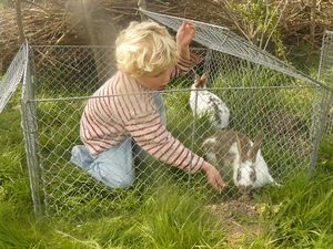 Lon et le lapin