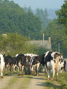 Troupeau de vaches